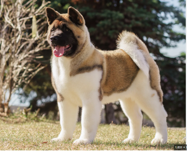 Akita