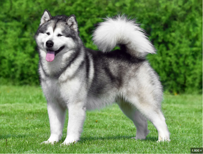 Alaskan Malamute