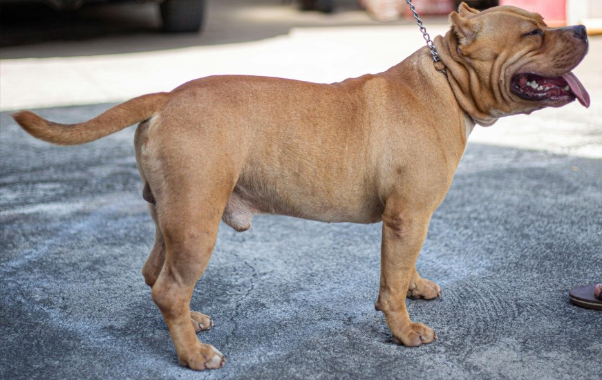 American Bully