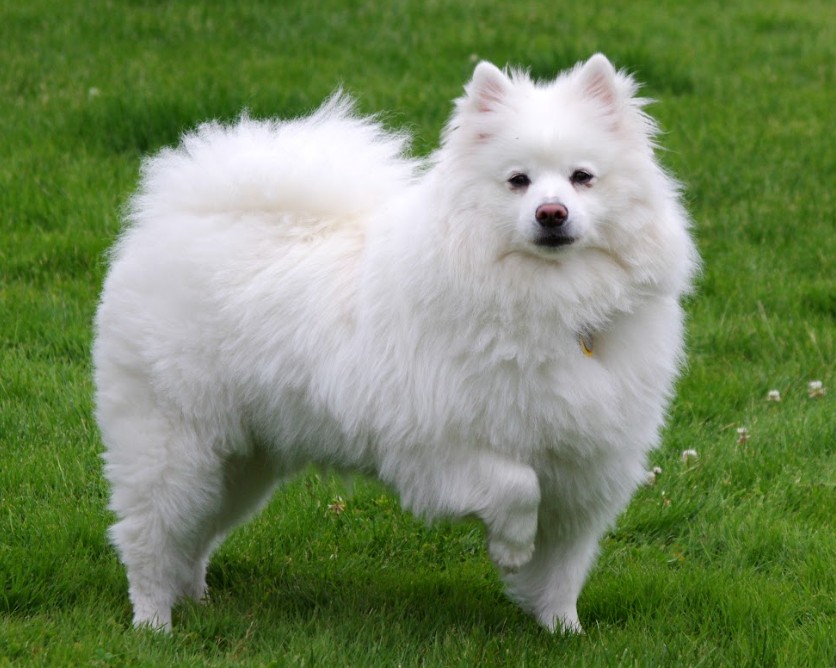 American Eskimo