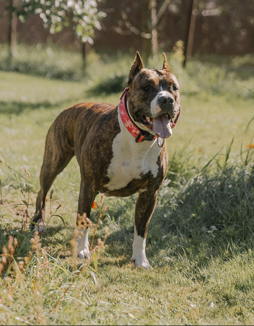 American Staffordshire Terrier