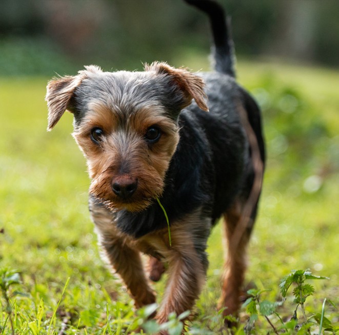 Australian Terrier