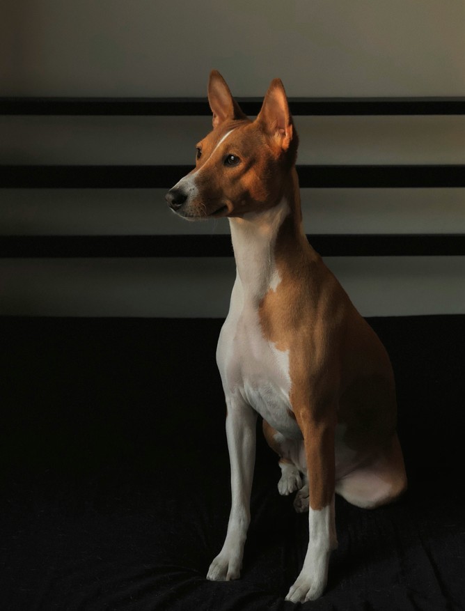 Basenji