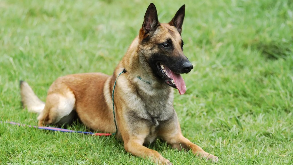 Belgian Malinois