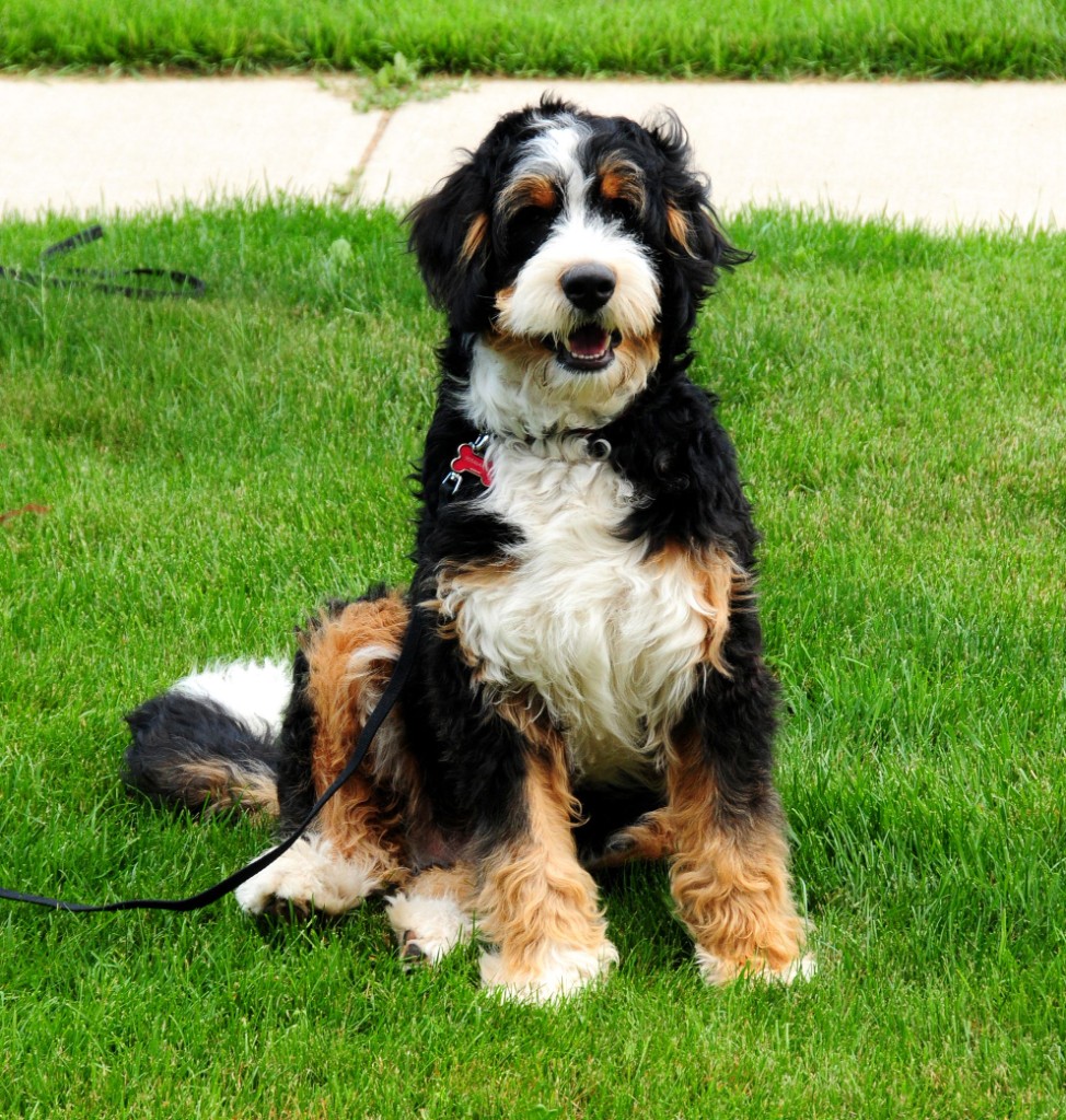 Bernedoodle