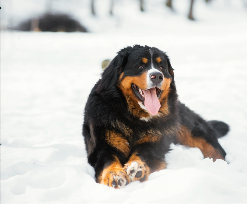Bernese Mountain Dog