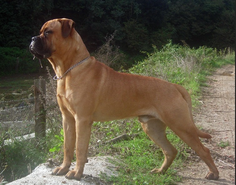 Bullmastiff