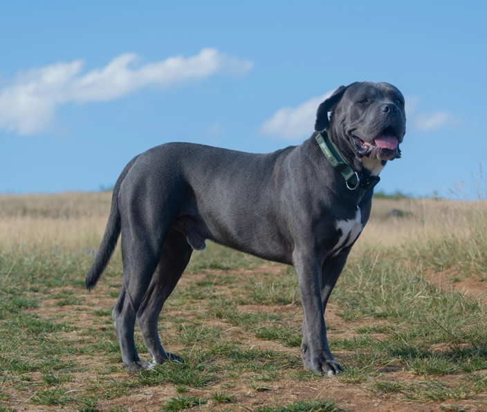 Cane Corso
