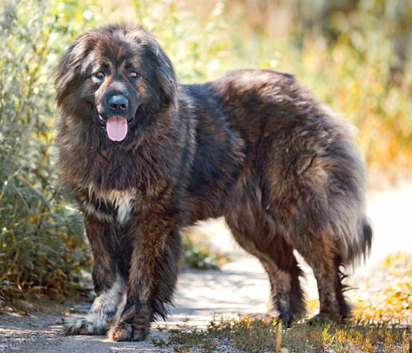 Caucasian Shepherd Dog