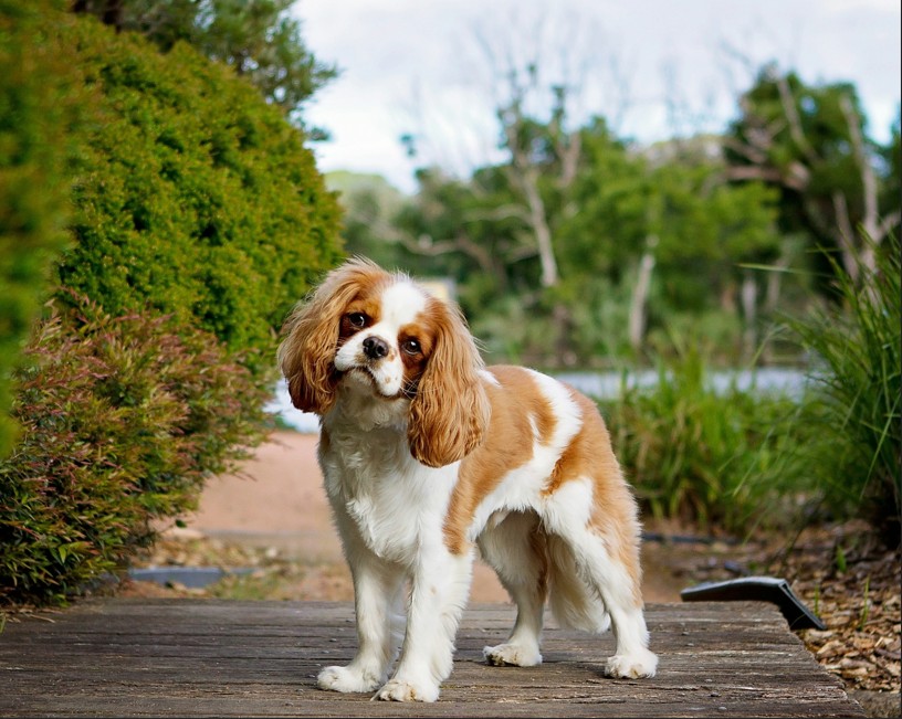 Cavalier King Charles Spaniel