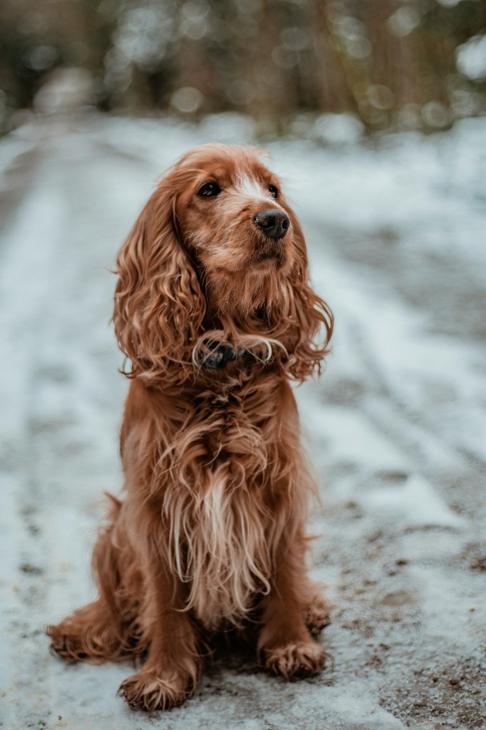 Cocker Spaniel