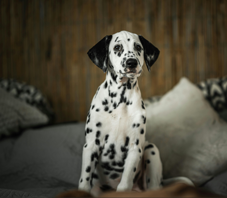 Dalmatian
