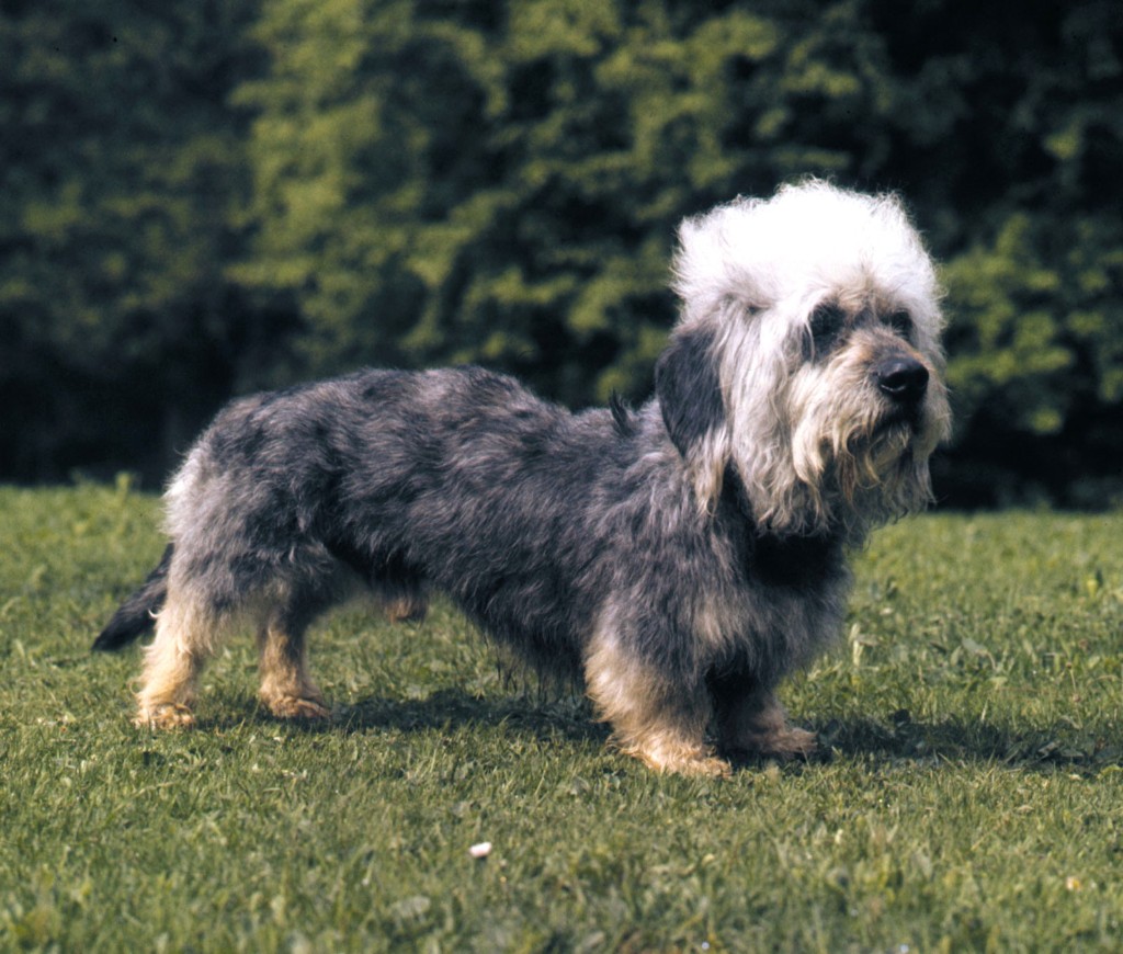 Dandie Dinmont Terrier