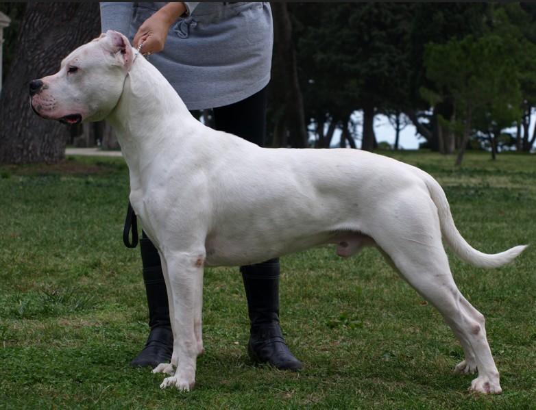 Dogo Argentino