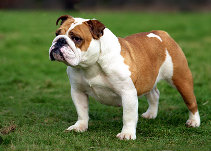 English Bulldog
