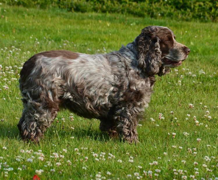 English Cocker Spaniel
