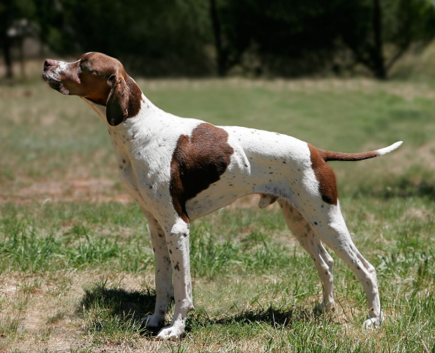 English Pointer