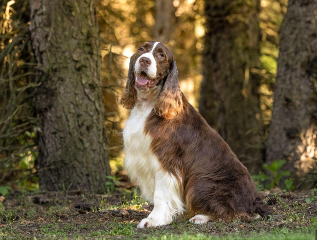 English Springer Spaniel