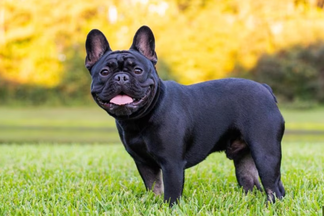 French Bulldog