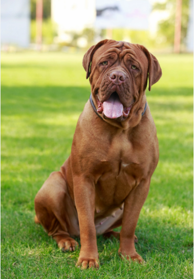 French Mastiff (Dogue de Bordeaux)