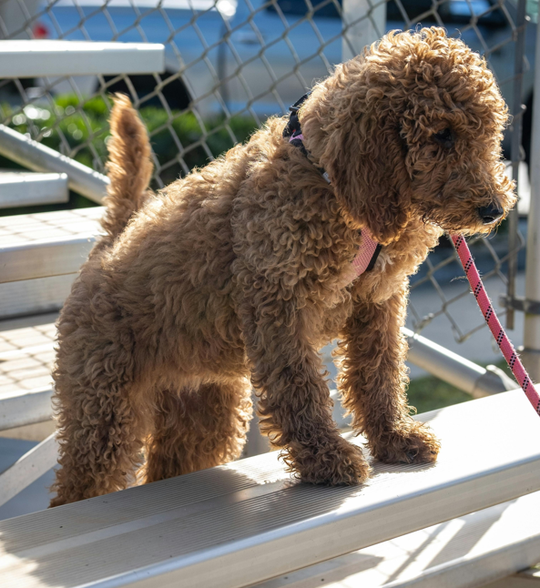 Goldendoodle