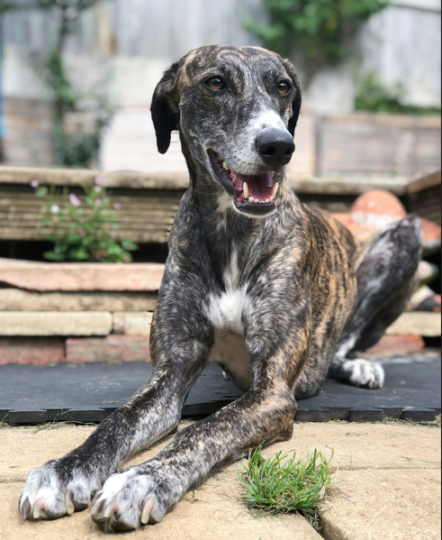 Greyhound