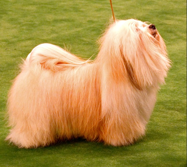 Havanese
