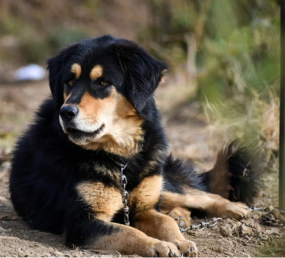 Himalayan Sheepdog
