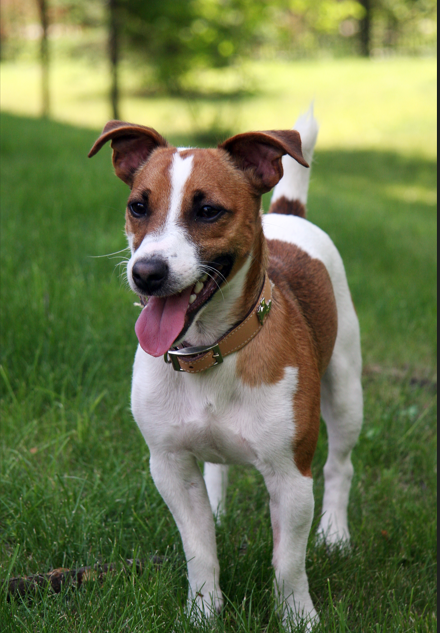 Jack Russell Terrier