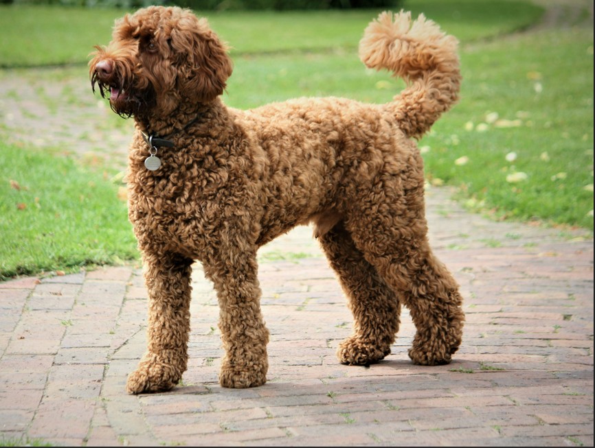 Labradoodle