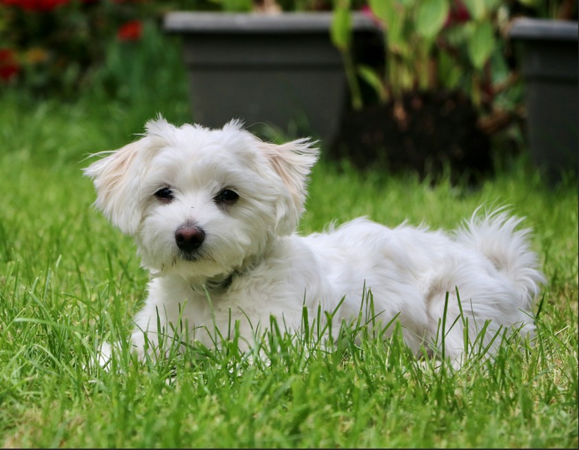Maltese
