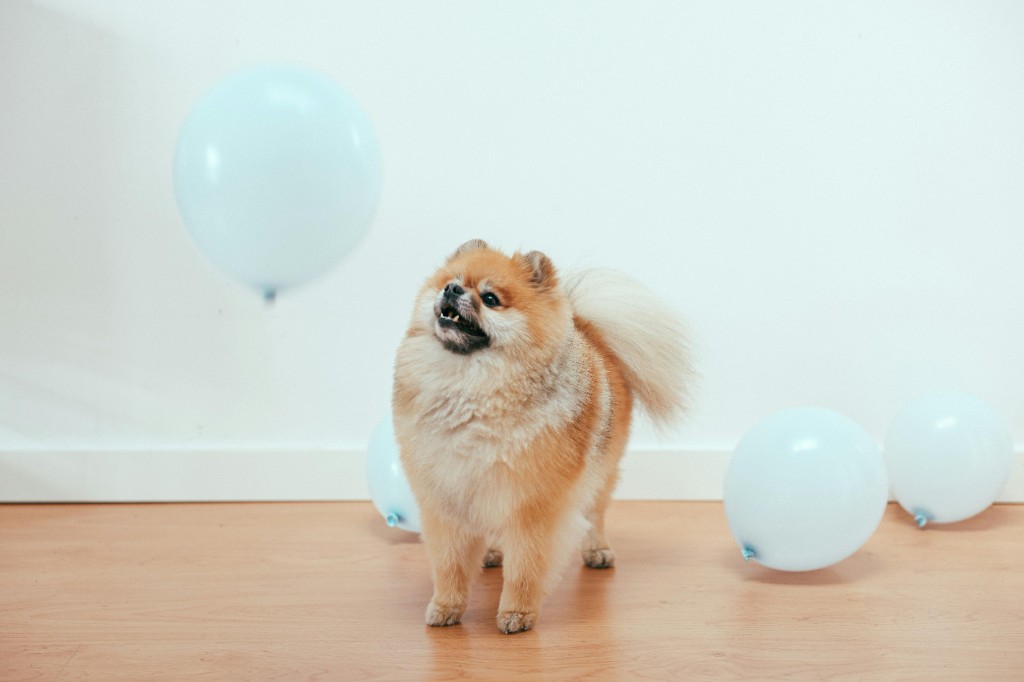 Mini Pom