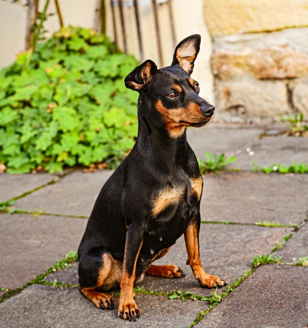 Miniature Pinscher