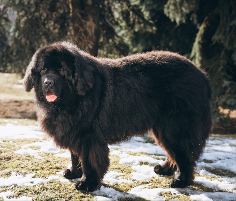 Newfoundland