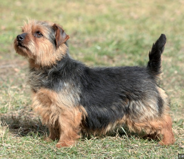 Norfolk Terrier