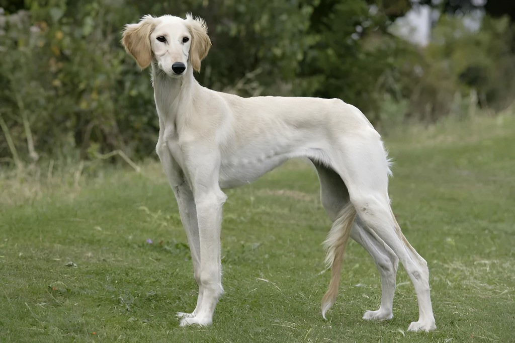 Pashmi Hound