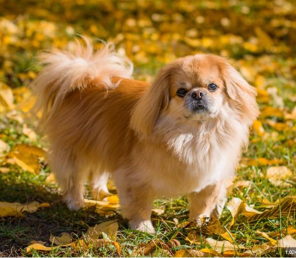 Pekingese