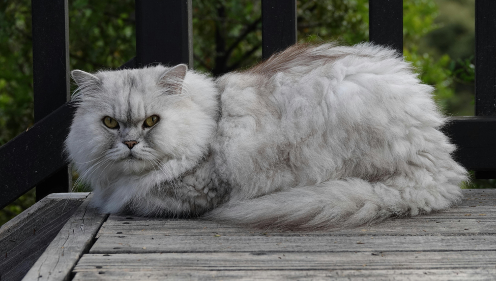Persian Cat