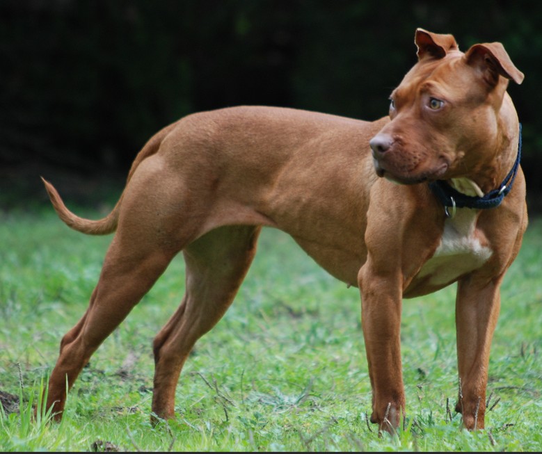 Pitbull