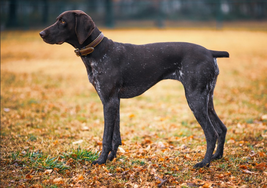 Pointer
