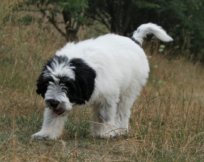 Polish Lowland Sheepdog