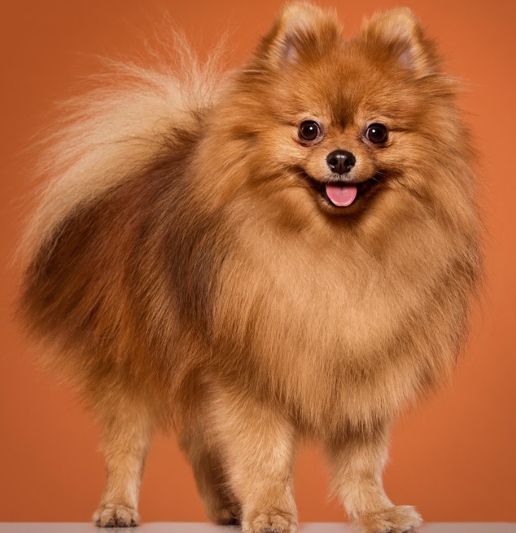 Pomeranian