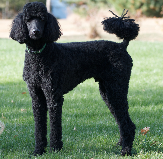 Poodle