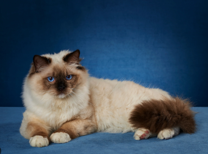 Ragdoll Cat