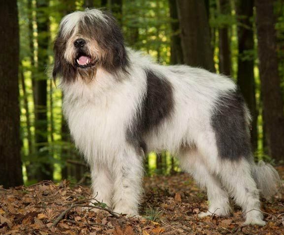 Romanian Mioritic Shepherd Dog