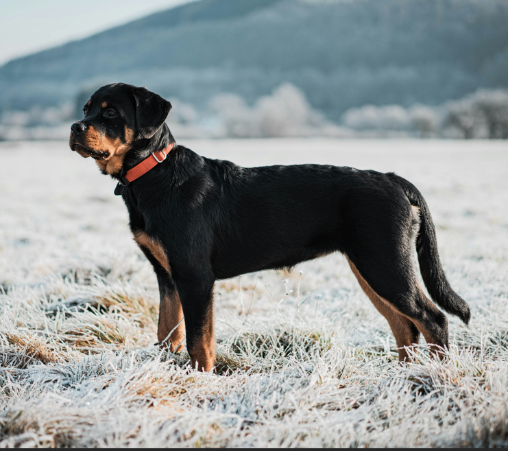 Rottweiler