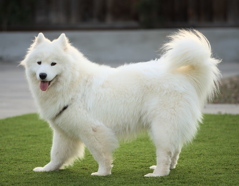 Samoyed