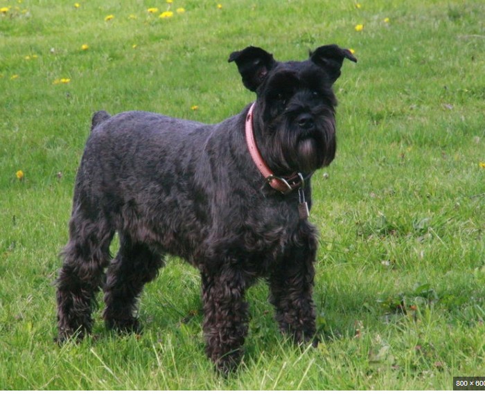 Schnauzer