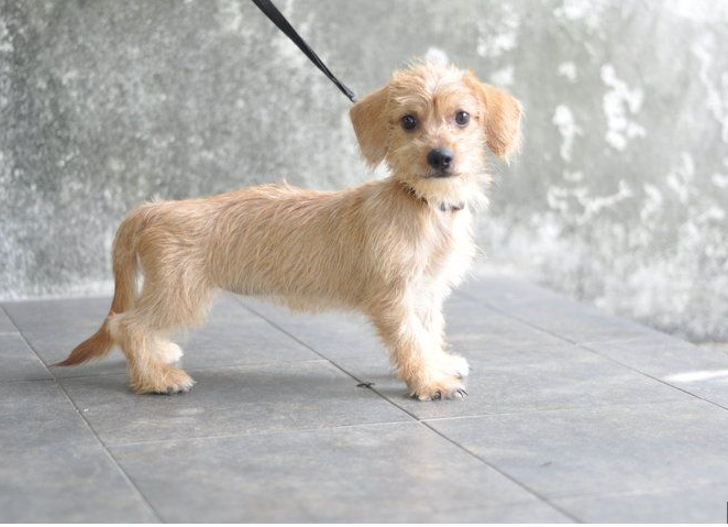 Schweenie
