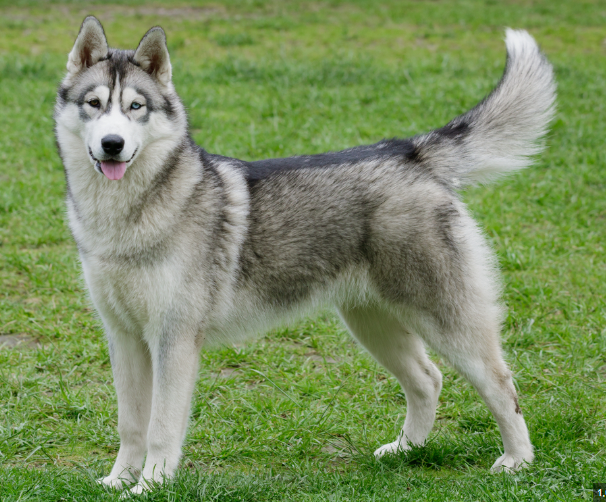 Siberian Husky